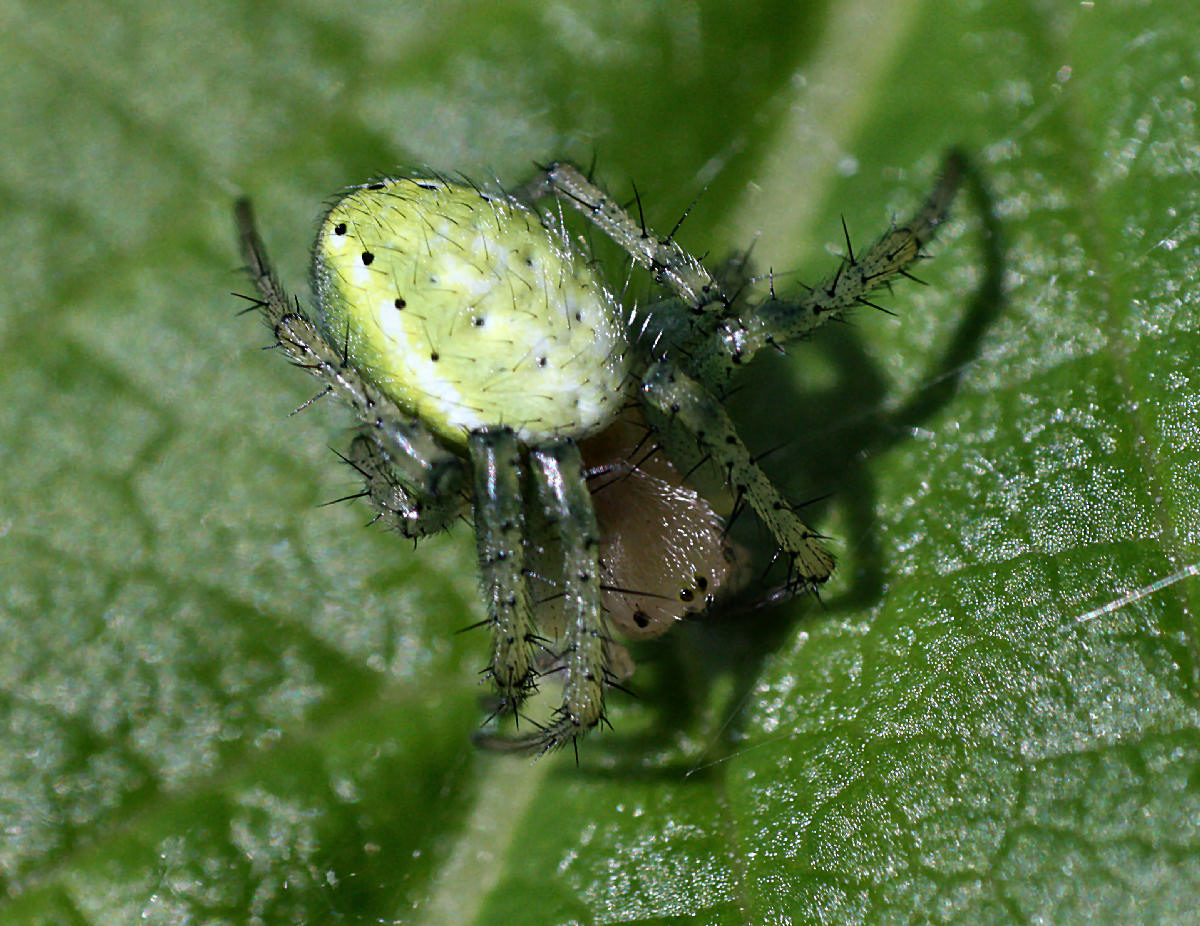 Araniella sp. - Lesmo (MB)